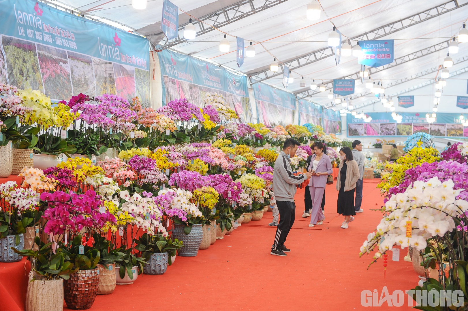 Theo ghi nhận của PV B&aacute;o Giao th&ocirc;ng tại khu vực gần SVĐ Quốc gia Mỹ Đ&igrave;nh (H&agrave; Nội), nhiều gian h&agrave;ng b&agrave;y b&aacute;n hoa lan hồ điệp với đủ m&agrave;u sắc, kiểu d&aacute;ng đ&atilde; thu h&uacute;t du kh&aacute;ch tới tham quan, mua sắm.