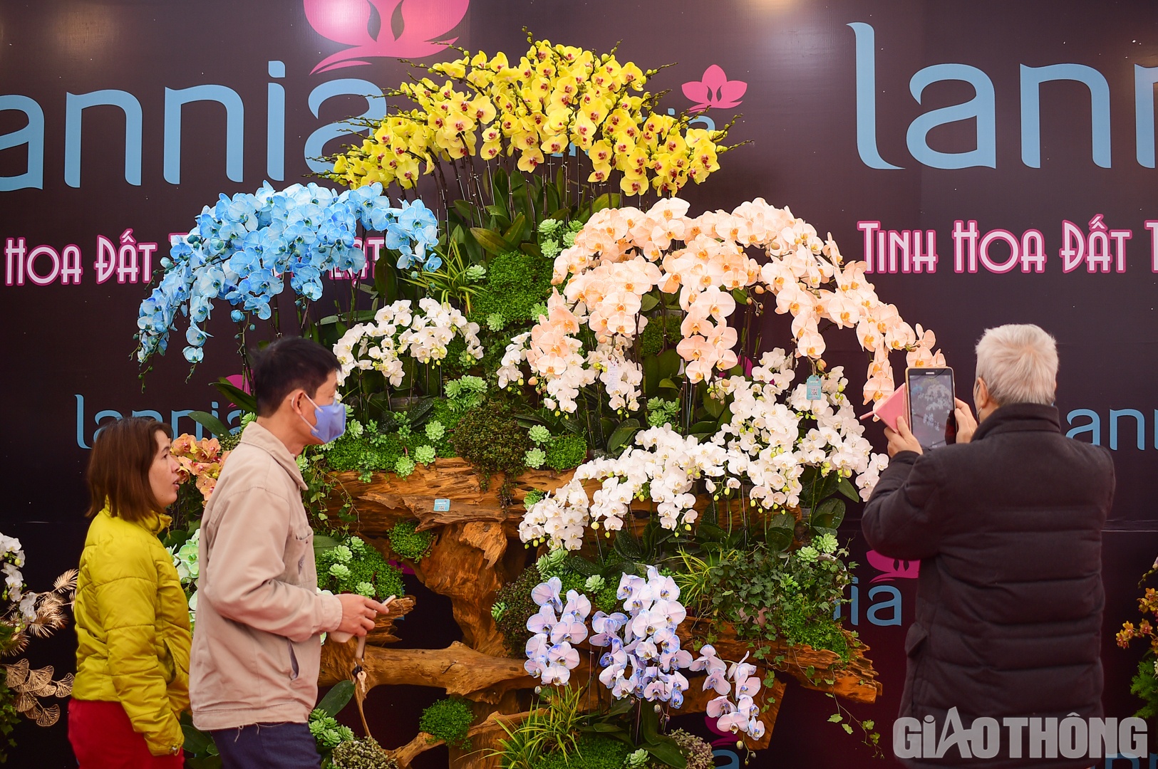 Để phục vụ Tết Nguy&ecirc;n đ&aacute;n Qu&yacute; M&atilde;o, tr&ecirc;n thị trường cũng c&oacute; nhiều chậu lan hồ điệp với mức gi&aacute; kh&aacute;c nhau.