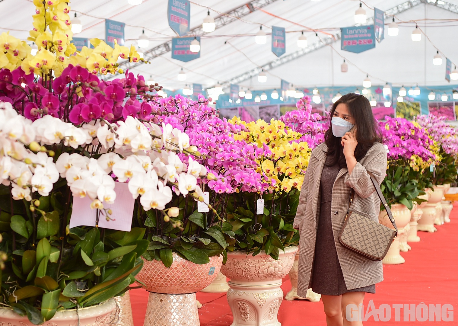 Gi&aacute; th&agrave;nh mỗi chậu lan t&ugrave;y thuộc v&agrave;o số lượng c&agrave;nh hoa được cắm, gi&aacute; trung b&igrave;nh 300.000 đồng/c&agrave;nh.