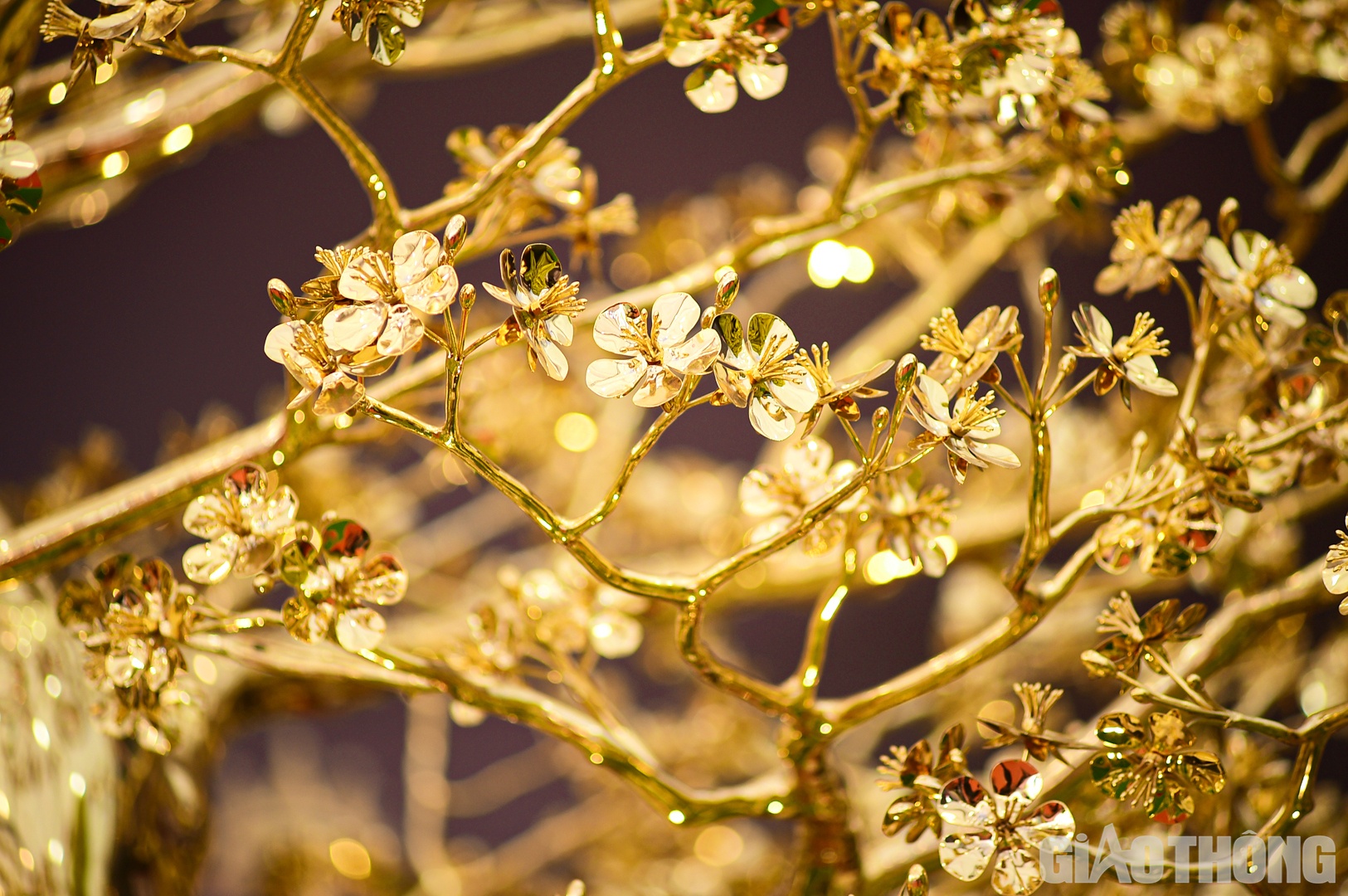 C&acirc;y mai gồm 16 c&agrave;nh ch&iacute;nh, 505 c&agrave;nh phụ v&agrave; 1.715 b&ocirc;ng hoa.