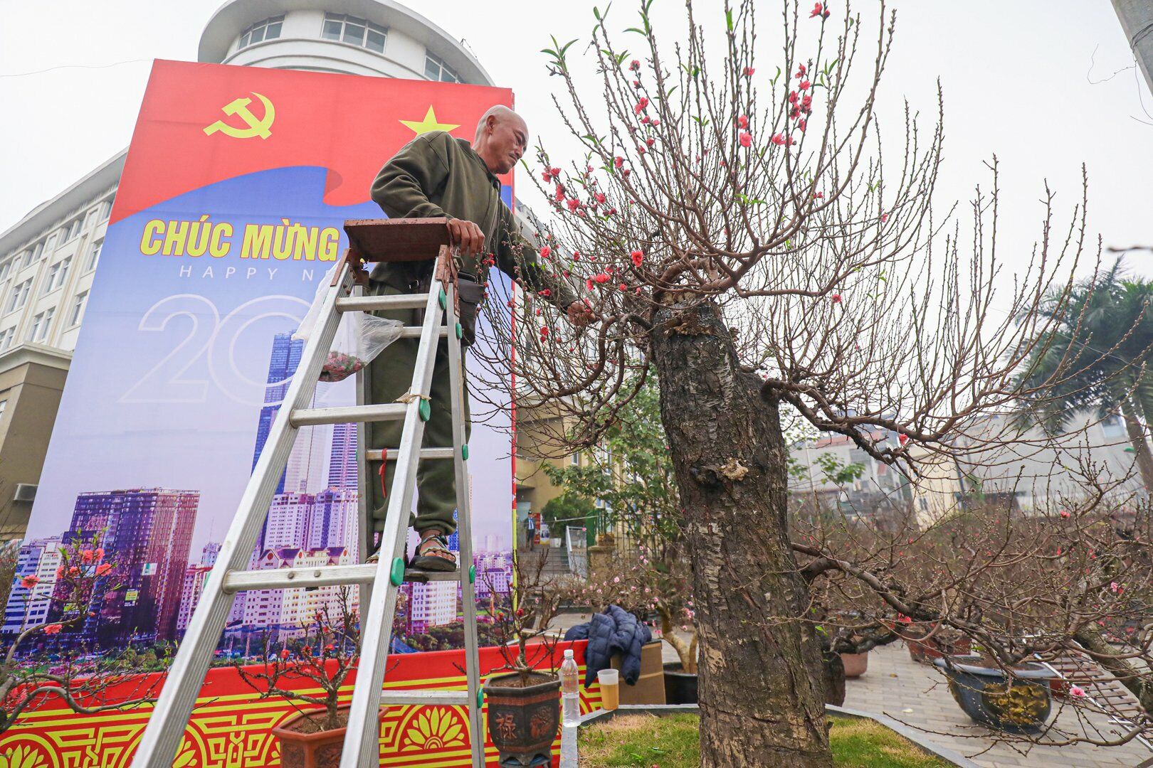 "Cây đào này đã được khách trả 40 triệu đồng. Để tạo ra được cây như thế này phải mất nhiều năm chăm sóc, không những vậy, người trồng phải đối diện rủi ro với việc cây có thể bị chết", chỉ gian hàng cho hay.