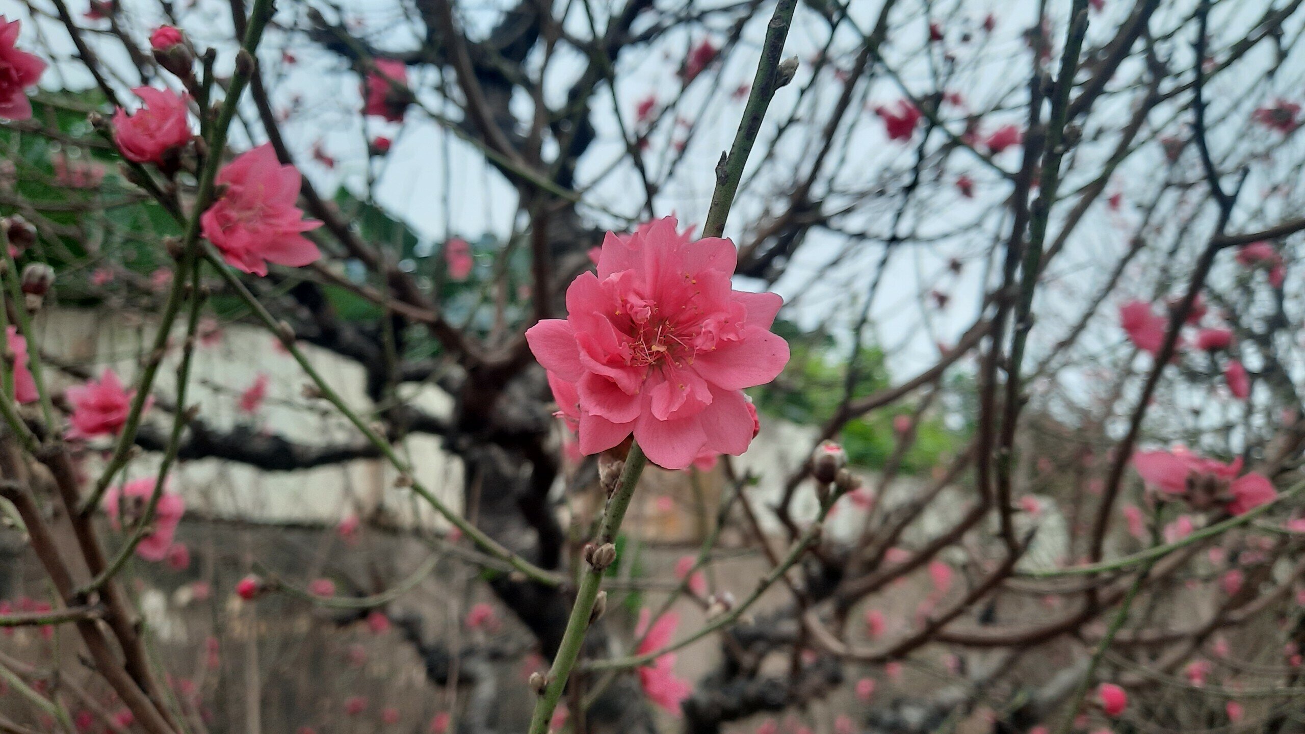 Với giá trị hàng chục triệu đồng, thậm chí hàng trăm triệu đồng những người sở hữu gốc đào cổ thụ như thế này có thể chơi đến hết tháng giêng.