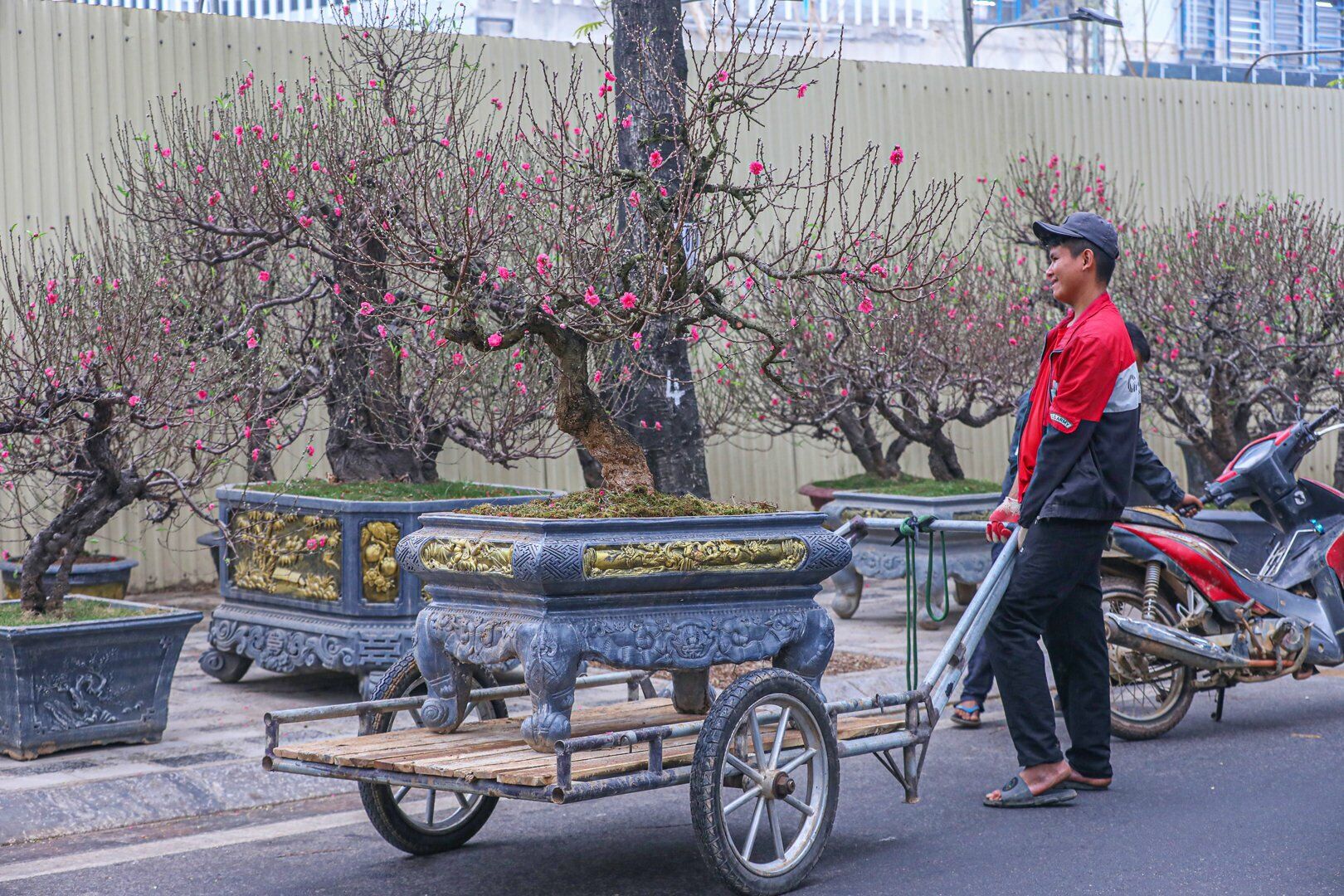 Anh Trần Văn Phương, một người bán đào khác cũng cho biết, năm nay vườn nhà anh bán chậm hơn so với các năm trước.