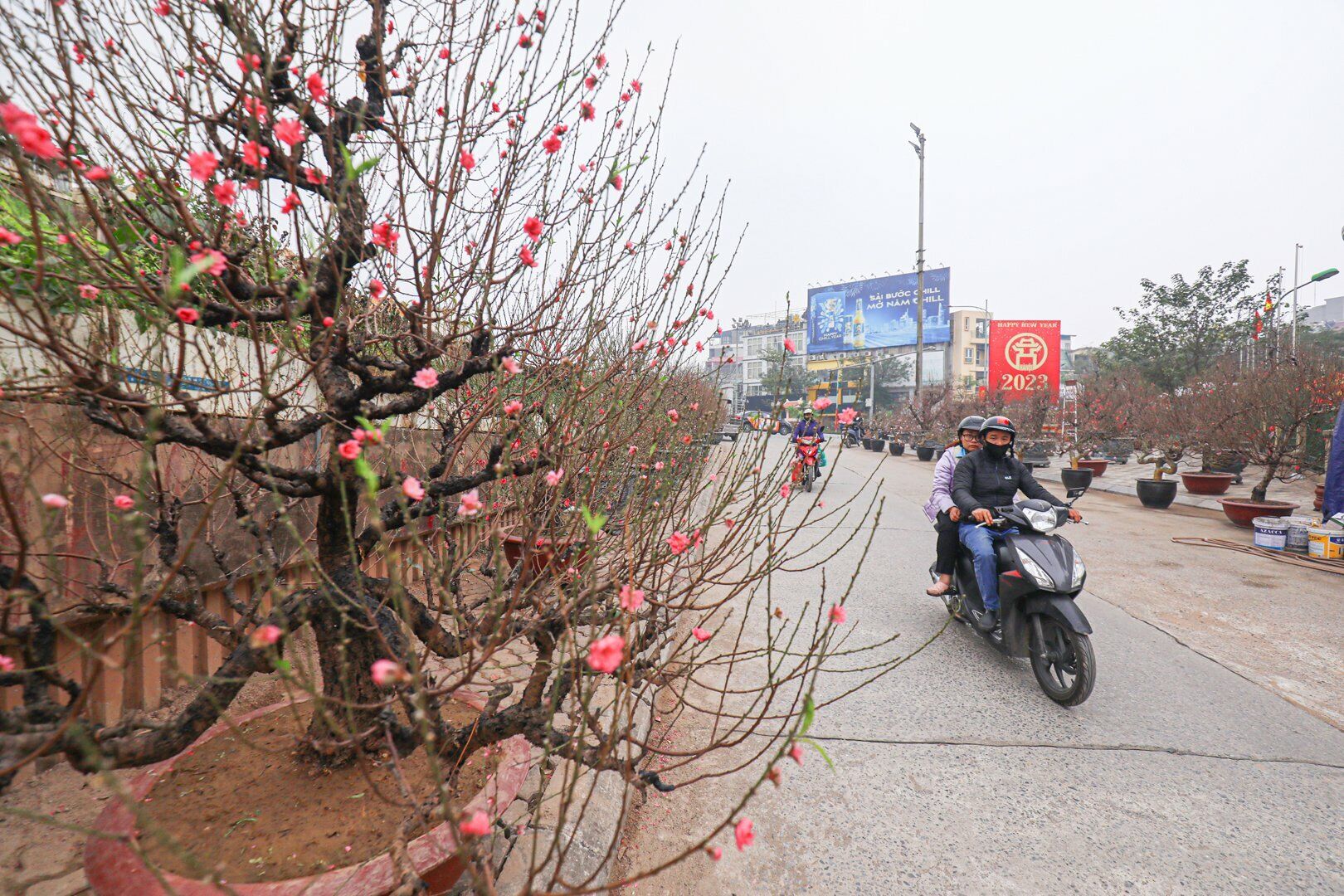 "Năm nay chắc mọi người đi sắm Tết muộn nên việc mua đào chơi Tết cũng muộn hơn mọi năm. Nhà tôi chưa bán được nhiều, mới đánh từ vườn ra đây được vài chục cây", anh Phương cho hay.
