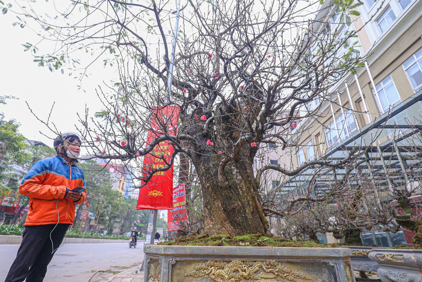 Tại đường Lạc Long Quân - nơi được coi là "thủ phủ" đào Tết năm nay xuất hiện nhiều "cụ đào" nhiều năm tuổi với thân hình to lớn.