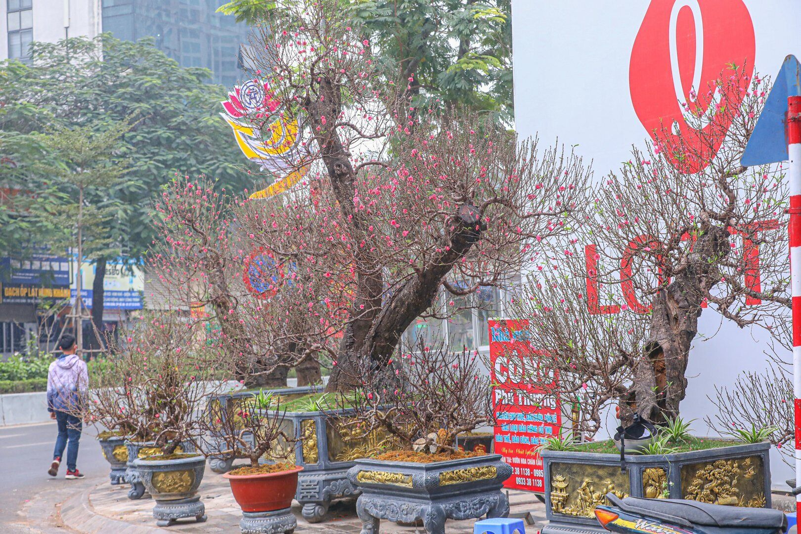 Khu vực bày hàng của anh Công (trú tại Phú Thượng, Tây Hồ, TP Hà Nội) trên đường Lạc Long Quân có hàng chục cây đào cổ thụ đã vài chục năm tuổi. Những cây đào quý này có giá bán từ vài chục triệu cho đến hàng trăm triệu đồng.