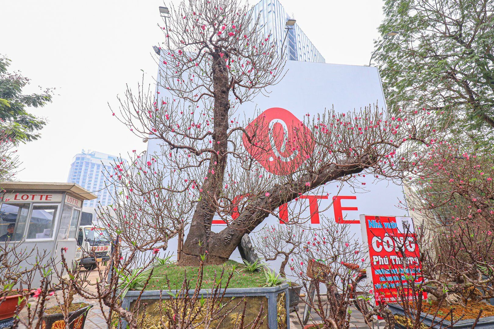 Điển hình là cây đào thế "một trực, một xà" có chiều cao gần 5m, đường kính tán khoảng hơn 8m được định giá bán từ 100-120 triệu đồng, giá thuê thấp hơn giá bán từ 20-30 triệu đồng.