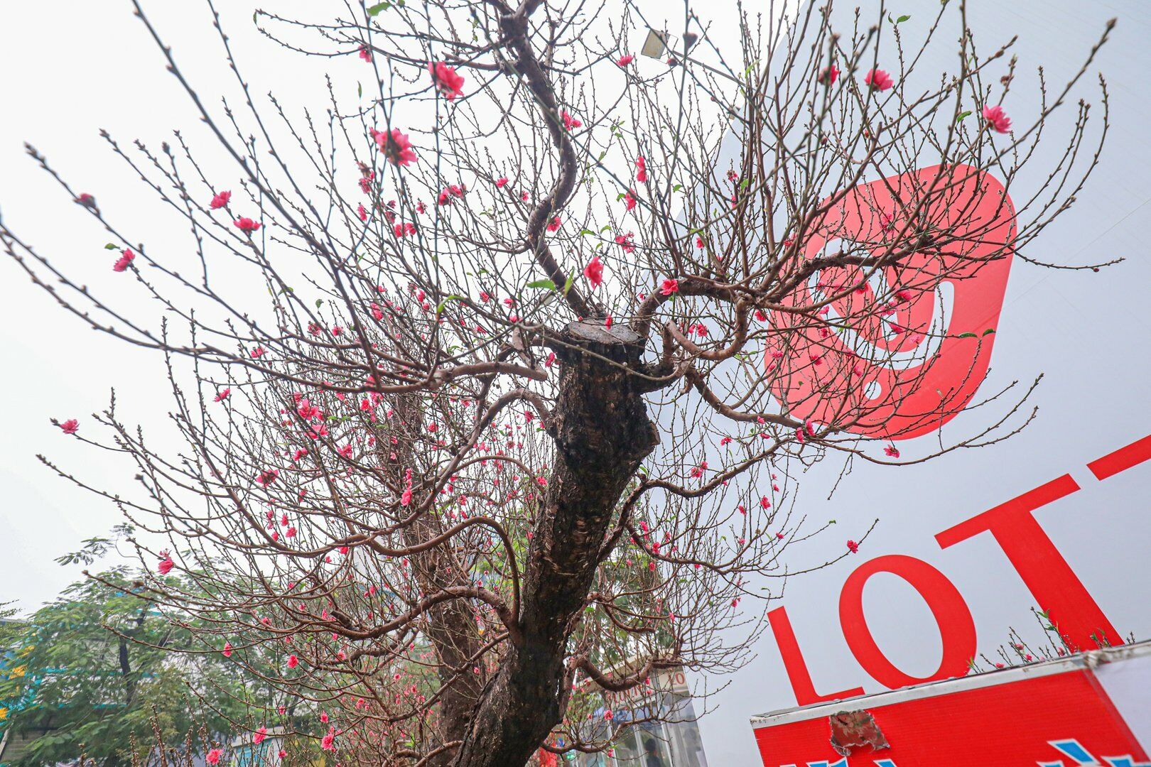 "Để tạo được cây đào này, tôi phải mua gốc đào cổ thụ trên Tây Bắc ngoài 40 năm, sau đó về vườn chăm sóc kỹ lưỡng suốt 3 năm qua", anh Công nói.