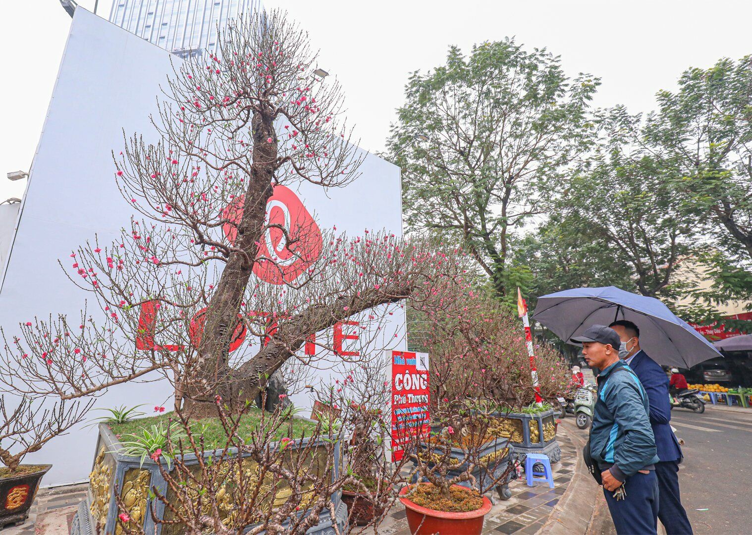 Lý giải về giá bán cây đào thế "một trực, một xà" quý hiếm dao động từ 100 đến 120 triệu đồng, anh Công cho biết, tùy thuộc khách chơi cây ở xa hay gần Hà Nội, và kê cây này ở vị trí di chuyển thuận lợi hay khó khăn.