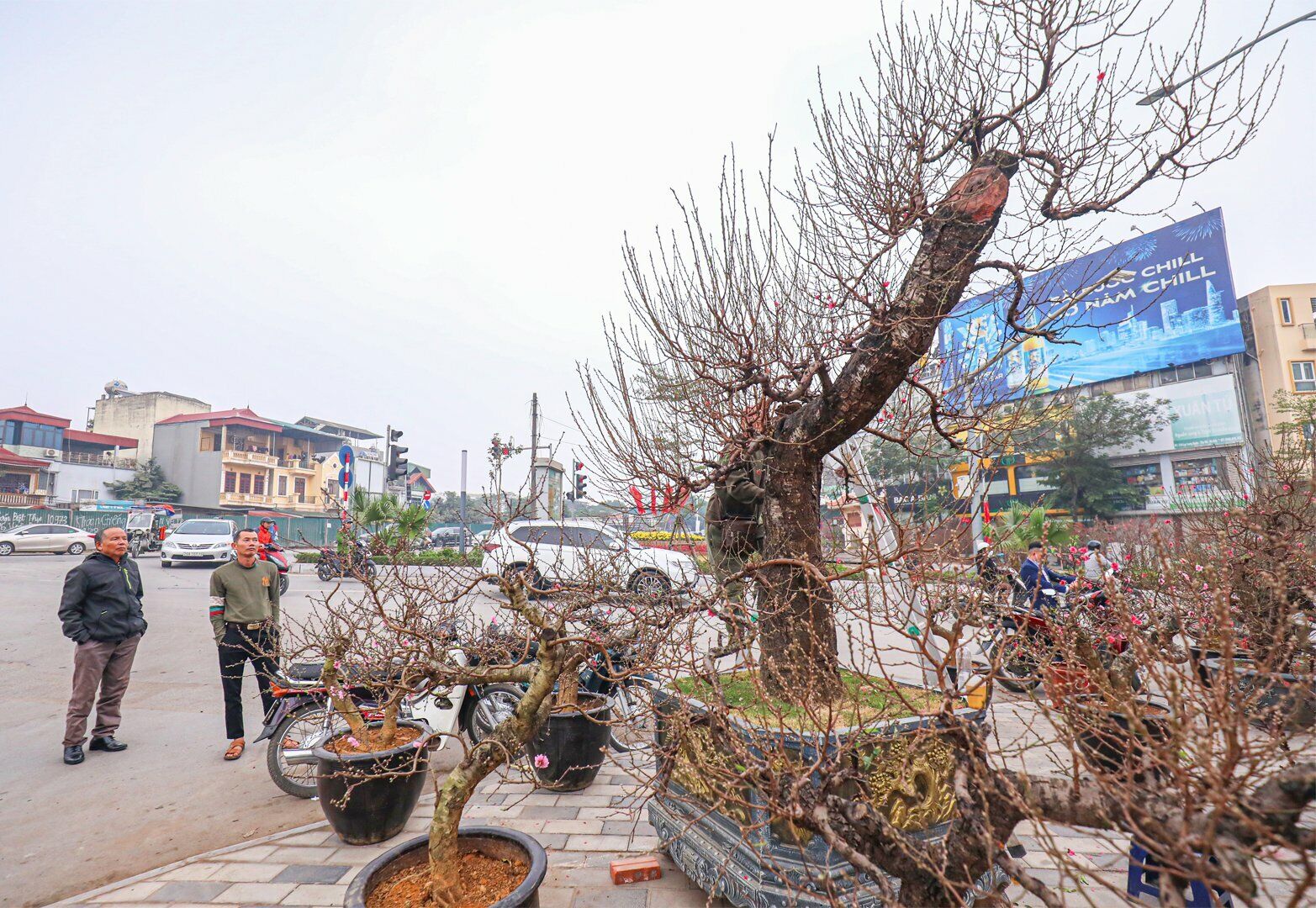 Ở gian trưng bày gần kề, cũng có rất nhiều cây đào được định giá từ 30-40 triệu đồng. Những cây đào này thân to, gốc già cỗi, được tạo thế bonsai đẹp mắt.