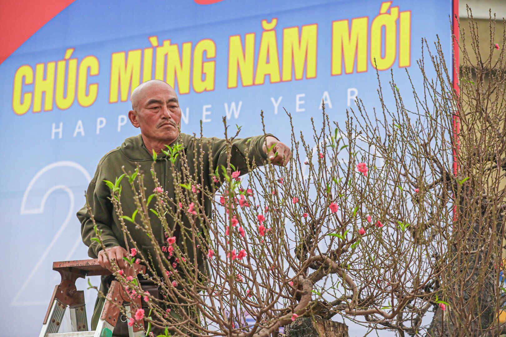 Để tạo ra những "siêu phẩm" đào Tết này, chủ gian hàng cho biết, phải mất rất nhiều công sức và thời gian chăm sóc.