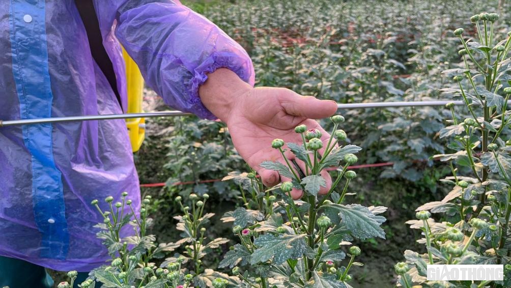 Những ng&agrave;y n&agrave;y, c&aacute;c hộ n&ocirc;ng d&acirc;n trồng hoa ở phường Quảng Long (TX. Ba Đồn) đang tất bật bắt tay v&agrave;o trồng v&agrave; chăm s&oacute;c vụ hoa Tết Nguy&ecirc;n đ&aacute;n 2023.