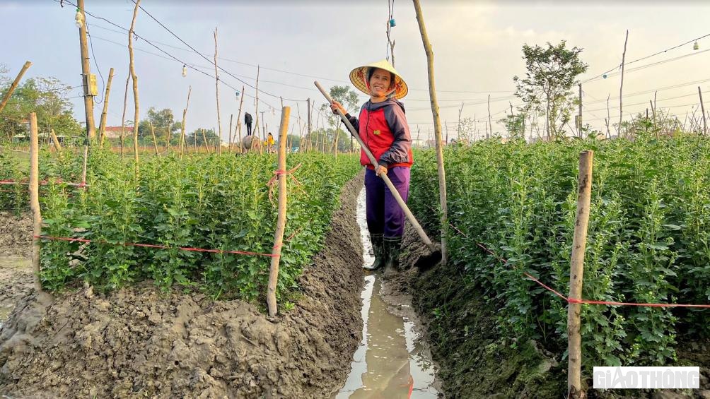 Tại l&agrave;ng hoa phường Quảng Long (thị x&atilde; Ba Đồn) những ng&agrave;y n&agrave;y, người d&acirc;n đang tất bật &ldquo;chạy đua&rdquo; với thời gian để kịp phục vụ hoa Tết. Kh&aacute;c với mọi năm, năm nay, t&igrave;nh h&igrave;nh thời tiết thất thường, se lạnh, nắng &iacute;t, mưa nhiều n&ecirc;n d&ugrave; chỉ c&ograve;n &iacute;t ng&agrave;y nữa l&agrave; đến Tết Nguy&ecirc;n đ&aacute;n Qu&yacute; M&atilde;o 2023, nhưng phần lớn diện t&iacute;ch hoa người d&acirc;n gieo trồng đang bung nụ rất chậm. gia đ&igrave;nh chị Ng&ocirc; Thị Tiện (SN 1975, ở TDP Trường Sơn, phường Quảng Long) gieo trồng hơn 30.000 c&acirc;y hoa c&aacute;c loại tr&ecirc;n diện t&iacute;ch 3 s&agrave;o ruộng để phục vụ Tết Nguy&ecirc;n đ&aacute;n, tuy nhi&ecirc;n đến thời điểm n&agrave;y, tỷ lệ hoa nở đ&uacute;ng dịp chỉ mới đạt tr&ecirc;n 40%. D&ugrave; đ&atilde; c&oacute; kinh nghiệm hơn 20 năm trồng hoa nhưng thời tiết kh&ocirc;ng ủng hộ khiến chị rất lo lắng.