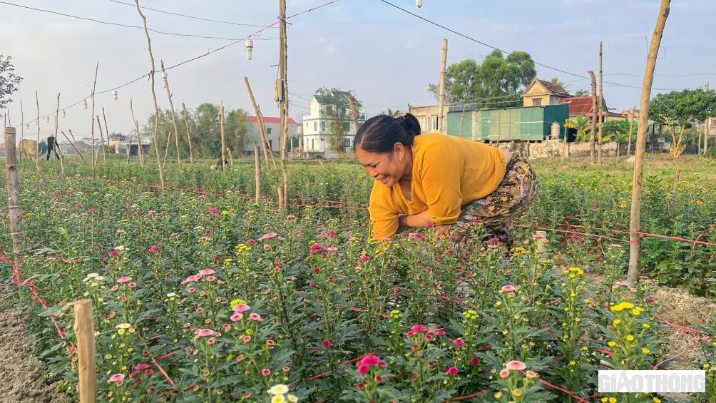 Gia đ&igrave;nh b&agrave; Nguyễn Thị V&acirc;n, tổ d&acirc;n phố (TDP) Trường Sơn c&oacute; 10 s&agrave;o đất, năm ngo&aacute;i, do dịch Covid-19 căng thẳng, sức mua người ti&ecirc;u d&ugrave;ng giảm n&ecirc;n b&agrave; chỉ sử dụng 6 s&agrave;o để trồng vụ hoa Tết, 4 s&agrave;o c&ograve;n lại b&agrave; trồng c&aacute;c loại rau kh&aacute;c. Tuy nhi&ecirc;n, năm nay dịch bệnh đ&atilde; được kiểm so&aacute;t tốt, cuộc sống người d&acirc;n đ&atilde; trở lại b&igrave;nh thường, gia đ&igrave;nh b&agrave; V&acirc;n mạnh dạn xuống giống tr&ecirc;n diện t&iacute;ch 10 s&agrave;o để phục vụ thị trường Tết.