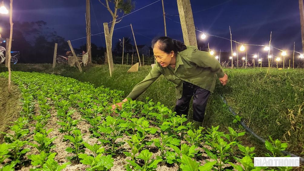 Để phục vụ thị trường Tết năm 2023, hơn 100 hộ n&ocirc;ng d&acirc;n của phường Quảng Long (TX Ba Đồn) đ&atilde; xuống giống gieo trồng 22ha hoa c&aacute;c loại, như: Ly, lay ơn, hoa c&uacute;c&hellip; Thời điểm n&agrave;y, cơ bản b&agrave; con n&ocirc;ng d&acirc;n đ&atilde; xuống giống xong v&agrave; đang t&iacute;ch cực chăm s&oacute;c, bảo vệ hoa để phục vụ dịp Tết Nguy&ecirc;n đ&aacute;n.