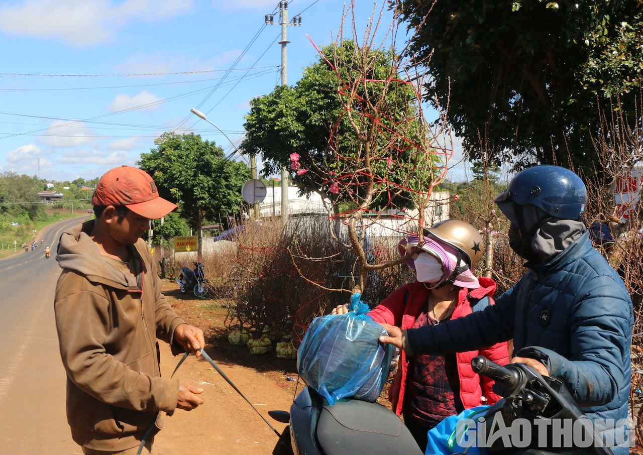 Cứ đến ng&agrave;y cận Tết, nhiều người d&acirc;n ở Đắk Lắk v&agrave; thương l&aacute;i c&aacute;c tỉnh l&acirc;n cận như Gia Lai, Kon Tum, Đắk N&ocirc;ng lại đổ x&ocirc; về l&agrave;ng trồng đ&agrave;o Nhật T&acirc;n ở TX Bu&ocirc;n H&ocirc;̀ chọn những c&acirc;y đ&agrave;o y&ecirc;u th&iacute;ch để chơi Tết. Ảnh: Ngọc Hùng