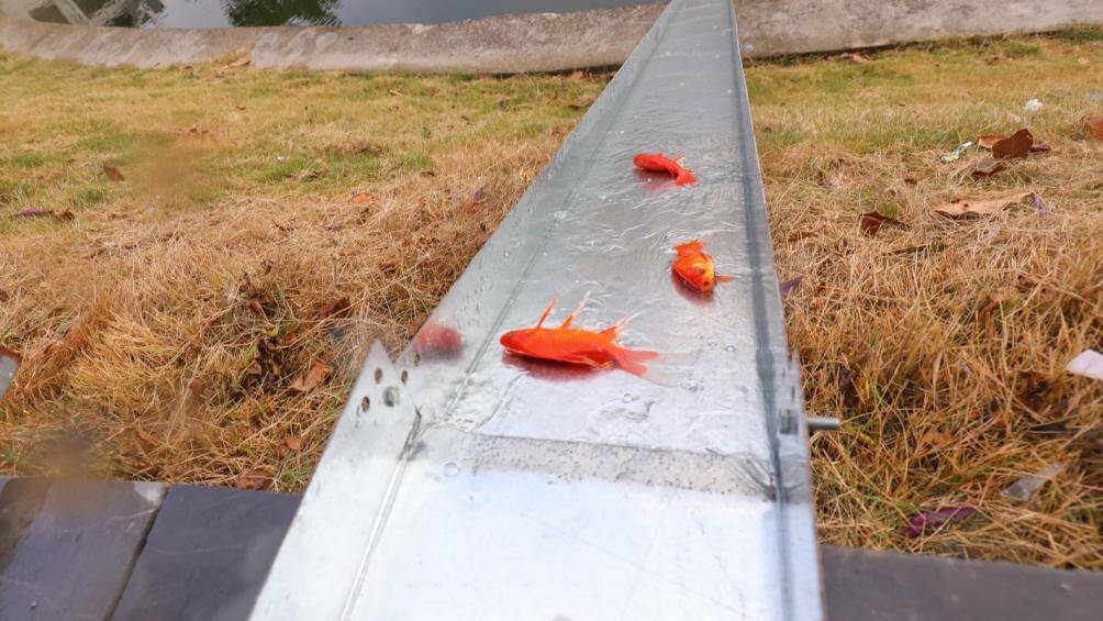 C&ugrave;ng gia đ&igrave;nh đi thả c&aacute;, anh Đinh C&ocirc;ng To&agrave;n chia sẻ: "Việc thả c&aacute; qua m&aacute;ng trượt thuận tiện v&agrave; đảm bảo an to&agrave;n, đặc biệt với trẻ nhỏ. Theo t&ocirc;i, đ&acirc;y cũng l&agrave; một trải nghiệm th&uacute; vị cho con".