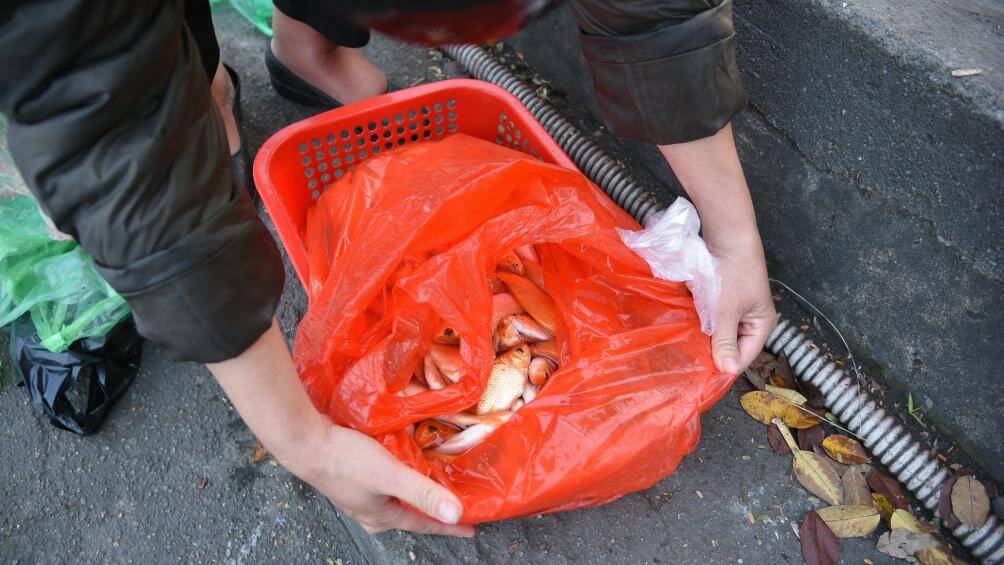 S&aacute;ng ng&agrave;y 14/1 (tức 23 th&aacute;ng chạp &acirc;m lịch), nhiều người d&acirc;n H&agrave; Nội đ&atilde; ra s&ocirc;ng, hồ để thả c&aacute; ch&eacute;p tiễn &ocirc;ng C&ocirc;ng, &ocirc;ng T&aacute;o về trời. Đ&acirc;y l&agrave; một n&eacute;t văn ho&aacute; l&acirc;u đời của người d&acirc;n Việt Nam.