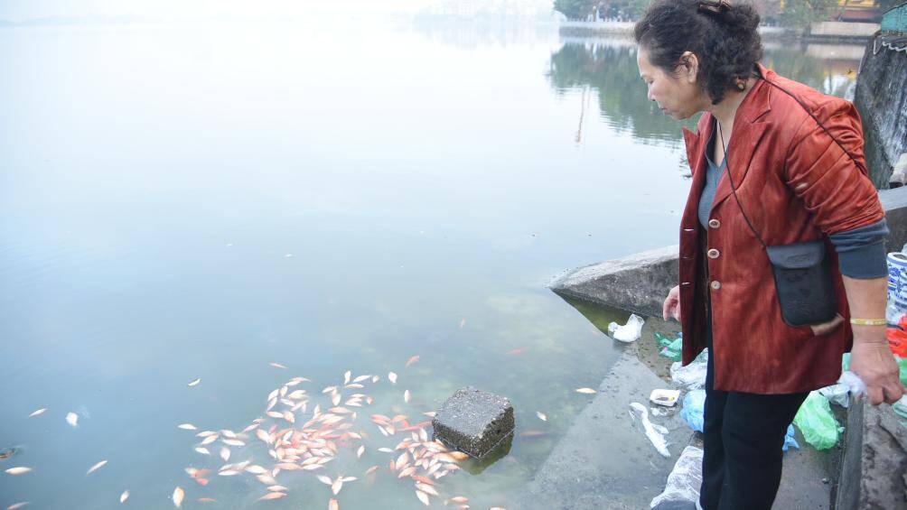 Đ&aacute;ng ch&uacute; &yacute;, rất nhiều c&aacute; ch&eacute;p vừa được người d&acirc;n thả xuống hồ T&acirc;y đ&atilde; ngửa bụng, chết ngay gần bờ.