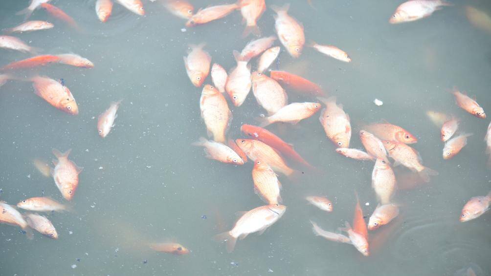 H&agrave;ng loạt c&aacute; ch&eacute;p chết nằm rải r&aacute;c xung quanh hồ T&acirc;y.