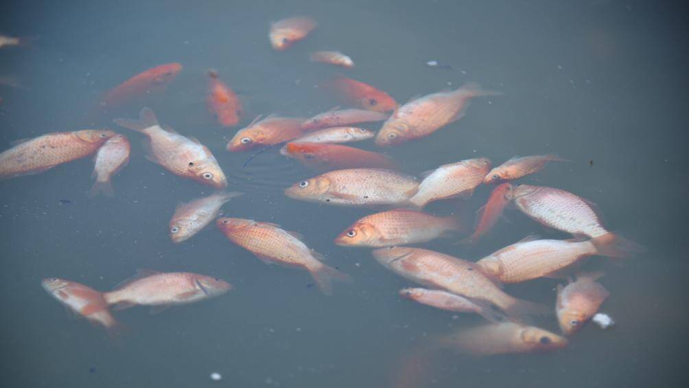 Anh Đạt, người d&acirc;n đến thả c&aacute; tại hồ T&acirc;y cho hay: "Ra đến hồ T&acirc;y, thấy c&aacute; ch&eacute;p đỏ người d&acirc;n vừa thả đ&atilde; chết trắng ven hồ, t&ocirc;i rất do dự v&igrave; m&igrave;nh thả xuống c&aacute; của m&igrave;nh cũng chết ngay. B&acirc;y giờ m&agrave; kh&ocirc;ng kịp thả, mang đi chỗ kh&aacute;c th&igrave; sợ c&aacute; kh&ocirc;ng c&ograve;n &ocirc; xi trong t&uacute;i nilon th&igrave; cũng chết".