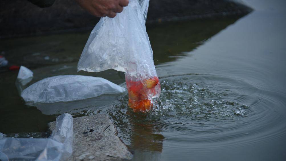 Theo ghi nhận của PV B&aacute;o Giao th&ocirc;ng tại khu vực hồ T&acirc;y, ngay từ s&aacute;ng sớm 14/1, người d&acirc;n đ&atilde; tất bật mang c&aacute; ch&eacute;p đến để thả.