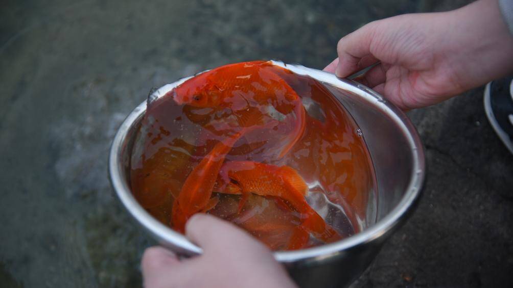 Theo quan niệm của người d&acirc;n, việc thả c&aacute; mang ngụ &yacute; như "c&aacute; vượt vũ m&ocirc;n" hay "c&aacute; ch&eacute;p h&oacute;a rồng", v&igrave; c&aacute; ch&eacute;p mang &yacute; nghĩa biểu tượng cho sự thăng hoa, tinh thần vượt kh&oacute;, sự ki&ecirc;n tr&igrave; v&agrave; bền bỉ để đi tới th&agrave;nh c&ocirc;ng.