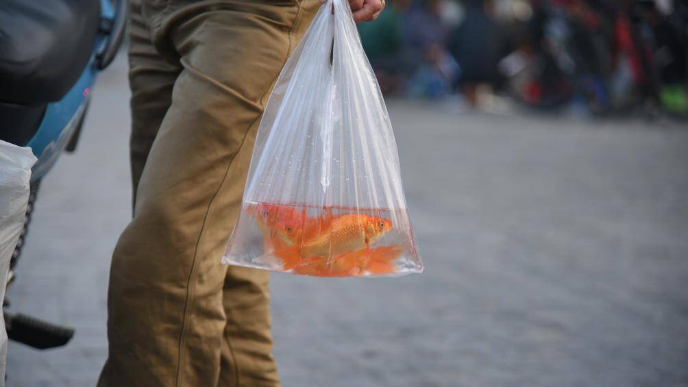 Theo ghi nhận của PV, từ s&aacute;ng sớm đến đầu giờ chiều ng&agrave;y 14/1, người d&acirc;n đến thả c&aacute; tại khu vực hồ T&acirc;y ng&agrave;y c&agrave;ng đ&ocirc;ng.