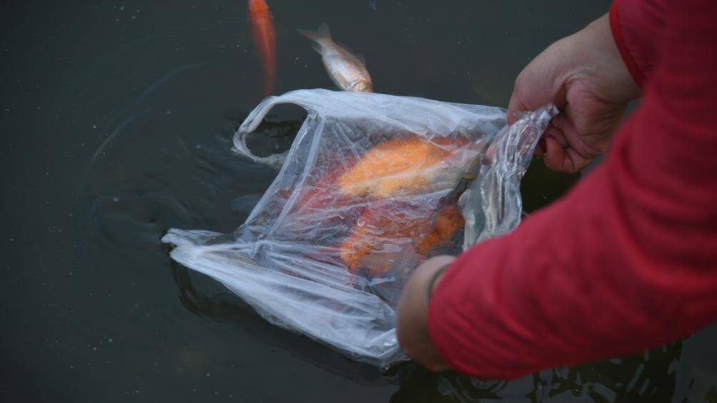 Theo quan s&aacute;t của PV, một số người d&acirc;n sau khi thả c&aacute; đ&atilde; bỏ nilon v&agrave;o th&ugrave;ng r&aacute;c, tuy nhi&ecirc;n c&oacute; một số người vứt lu&ocirc;n tại khu vực bậc l&ecirc;n xuống.