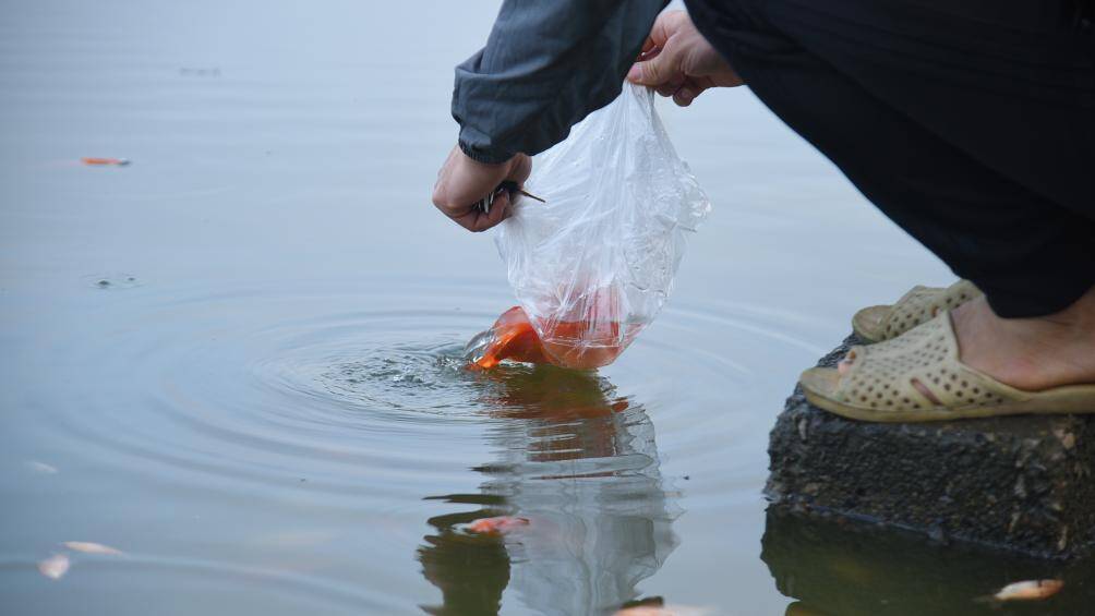 B&agrave; Nguyễn Thị Hương cho biết: "Sau 2 năm ảnh hưởng do dịch, năm nay t&ocirc;i mới được mang c&aacute; đi thả. Nhưng s&aacute;ng sớm nay t&ocirc;i phải đi l&agrave;m v&agrave; đưa con đi học qua hồ T&acirc;y n&ecirc;n tiện t&ocirc;i mang c&aacute; đến để thả".