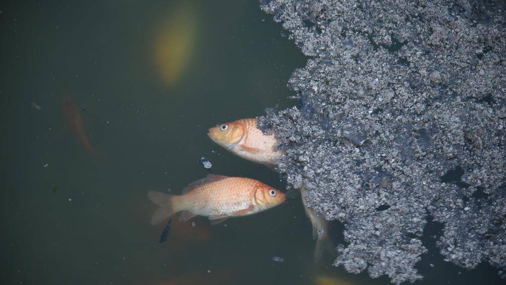 C&aacute; chết thường l&agrave; loại c&aacute; ch&eacute;p do người d&acirc;n thả v&agrave;o ng&agrave;y "&ocirc;ng C&ocirc;ng, &ocirc;ng T&aacute;o".