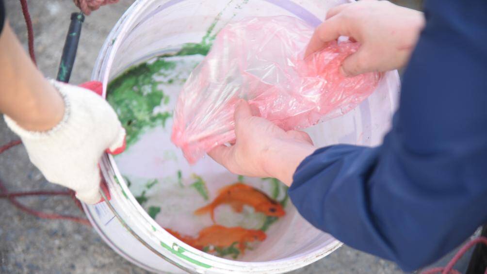 C&aacute; được thả v&agrave;o x&ocirc; sau đ&oacute; t&igrave;nh nguyện vi&ecirc;n sẽ từ từ thả d&acirc;y xuống mặt s&ocirc;ng.