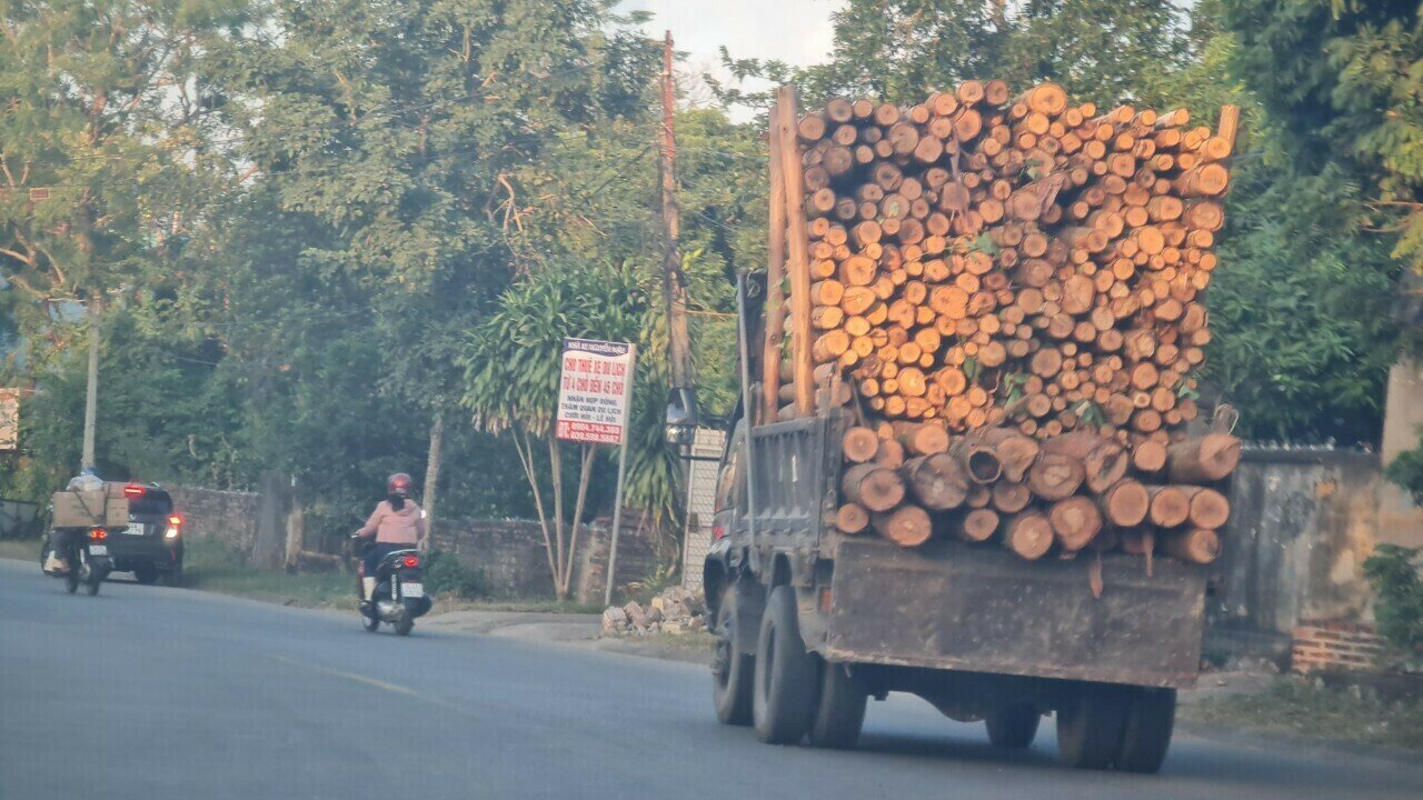 Anh Nguyễn Văn Chiển, nh&agrave; ở TP Hạ Long cho biết, thỉnh thoảng lưu th&ocirc;ng tr&ecirc;n Quốc lộ 279 v&agrave;o khu vực x&atilde; D&acirc;n Chủ, Quảng La&hellip; của TP Hạ Long, mỗi khi gặp xe chở keo cao ngất ngưởng khiến anh "th&oacute;t tim". Ảnh: Một chiếc xe chở gỗ keo cao ngất ngưởng lưu th&ocirc;ng theo hướng TX Quảng Y&ecirc;n ra Quốc lộ 18A