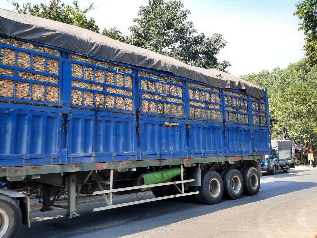 Trao đổi qua điện thoại với PV B&aacute;o Giao th&ocirc;ng, một c&aacute;n bộ thuộc Ph&ograve;ng CSGT Đường bộ - đường sắt, C&ocirc;ng an tỉnh Quảng Ninh thừa nhận t&igrave;nh trạng xe chở gỗ keo, dăm gỗ vi phạm tải trọng, k&iacute;ch thước th&agrave;nh th&ugrave;ng c&ograve;n diễn ra.