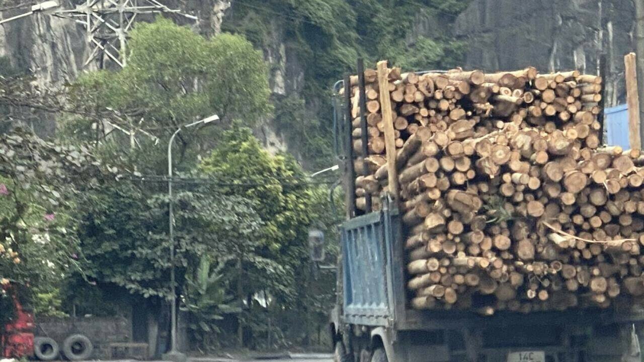 "Nếu xe đi tốc độ cao v&agrave;o cua gấp m&agrave; lật tr&uacute;ng người, phương tiện đang lưu th&ocirc;ng tr&ecirc;n đường th&igrave; hậu quả thật kh&oacute; lường. Thời gian gần đ&acirc;y, xem b&aacute;o ch&iacute; thấy phản &aacute;nh về việc tăng cường xử l&yacute; xe qu&aacute; khổ, qu&aacute; tải, cơi nới th&agrave;nh th&ugrave;ng rất nhiều, vậy m&agrave;, khi lưu th&ocirc;ng tr&ecirc;n Quốc lộ 279, c&aacute;c xe chở gỗ vượt th&agrave;nh th&ugrave;ng tới cả m&eacute;t vẫn thấy chạy thường xuy&ecirc;n", anh Chiển phản &aacute;nh.