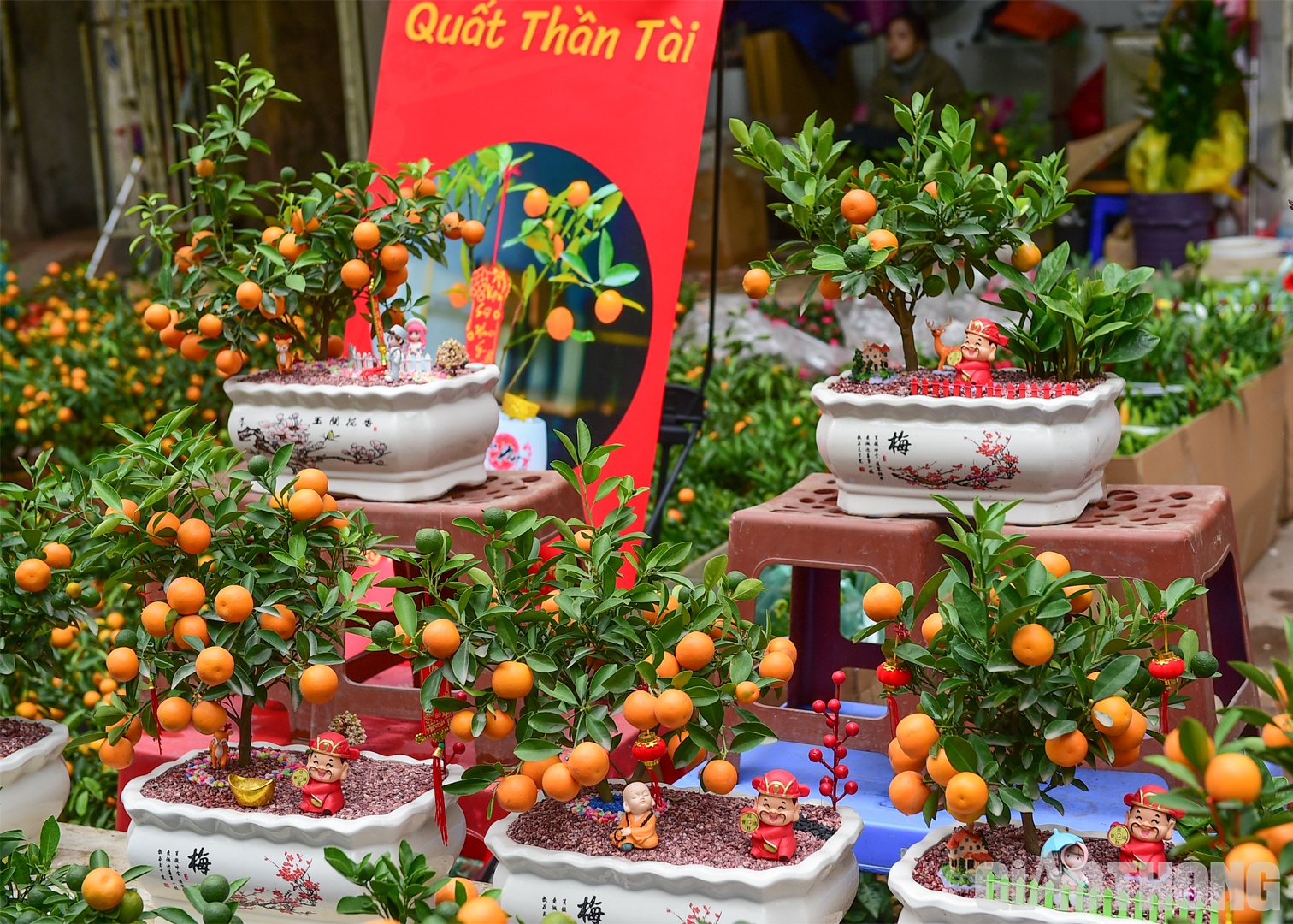 Quất bonsai cỡ nhỏ c&oacute; gi&aacute; dao động khoảng 120.000 - 150.000 đồng/ chậu.