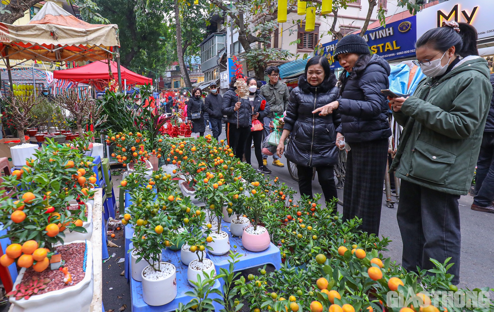 B&ecirc;n cạnh đ&agrave;o b&iacute;ch, đ&agrave;o phai, những chậu quất l&agrave; sản phẩm kh&ocirc;ng thể thiếu ở chợ hoa.