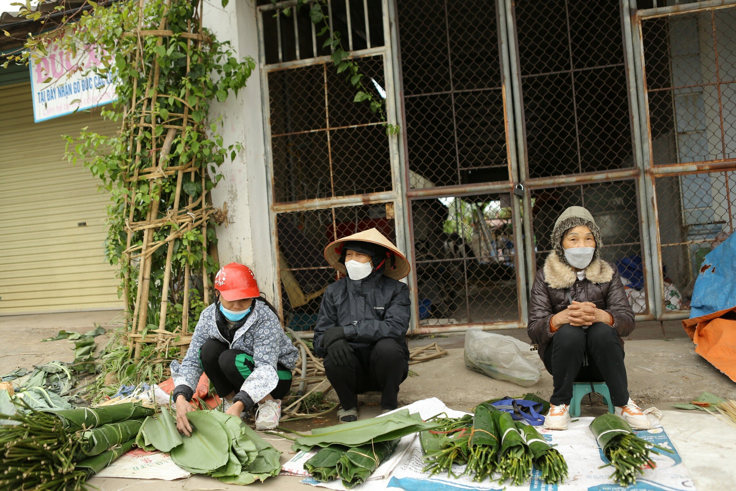 Mặt h&agrave;ng dễ nhận biết kh&ocirc;ng kh&iacute; Tết đang về nhất ch&iacute;nh l&agrave; l&aacute; dong, một nguy&ecirc;n liệu kh&ocirc;ng thể thiếu để g&oacute;i b&aacute;nh chưng.