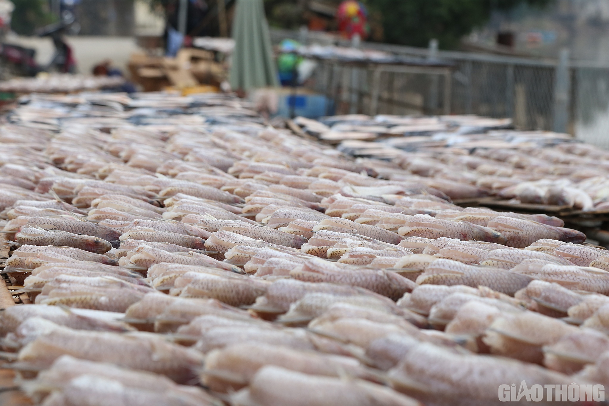 C&aacute; nướng vụ Tết bắt đầu từ đầu th&aacute;ng 12 &acirc;m lịch. L&uacute;c cao điểm, c&oacute; đến tận 7 người l&agrave;m c&aacute; v&agrave; nướng c&aacute;. Gia đ&igrave;nh chỉ nướng, sau đ&oacute; thương l&aacute;i sẽ đến tận nh&agrave; thu mua để b&aacute;n lại cho người d&acirc;n ở c&aacute;c huyện miền n&uacute;i trong tỉnh hoặc l&agrave;m qu&agrave; đi H&agrave; Nội&hellip;