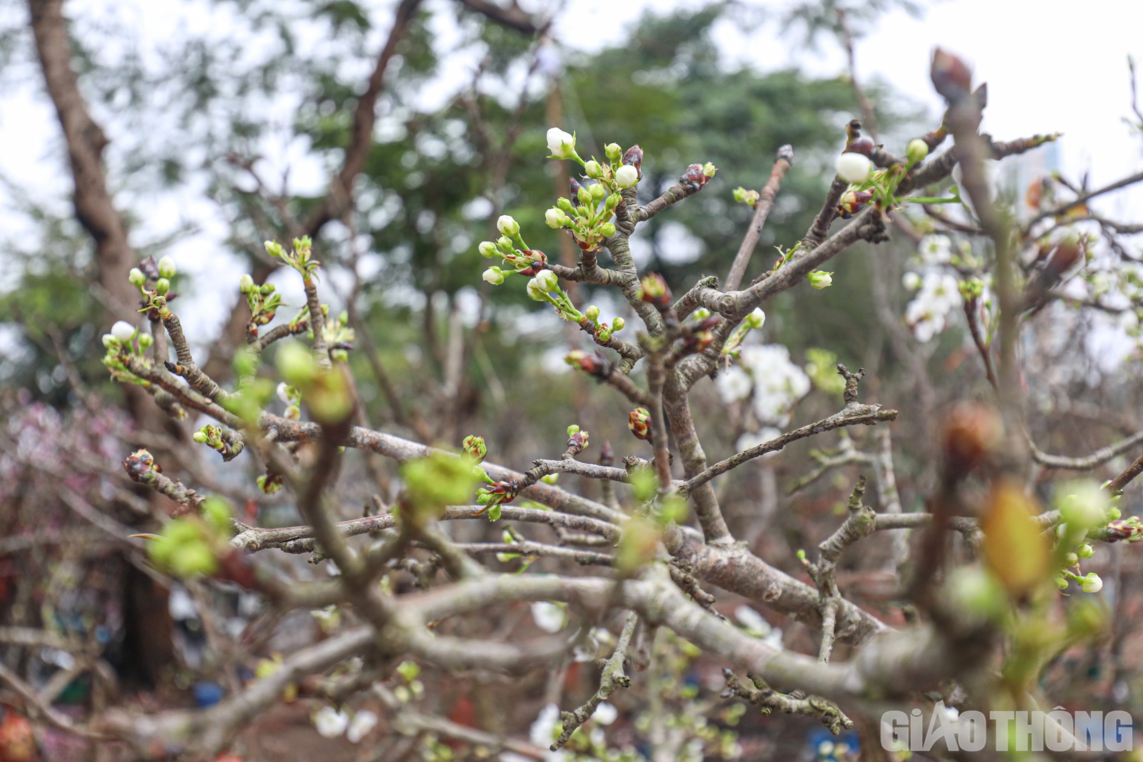 Cũng theo chị Mai, c&aacute;ch chăm s&oacute;c hoa l&ecirc; cũng rất đơn giản v&agrave; chỉ cần cắm trong b&igrave;nh c&oacute; nước sạch. Với những c&agrave;nh nhiều nụ, c&oacute; thể chơi trong 2 th&aacute;ng.