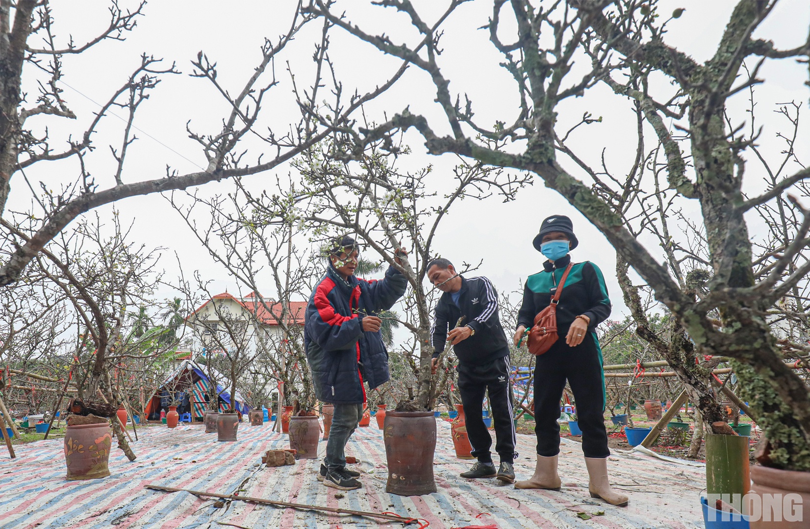 Chị H&agrave; Thị Mai (qu&ecirc; Ph&uacute; Thọ), người c&oacute; nhiều năm b&aacute;n hoa l&ecirc; tr&ecirc;n tuyến đường n&agrave;y cho hay, từ ng&agrave;y m&ugrave;ng 6 Tết đến nay, chị đ&atilde; mang 4 xe hoa từ Lạng Sơn, L&agrave;o Cai về H&agrave; Nội b&aacute;n. Lượng kh&aacute;ch đến mua cũng đ&ocirc;ng hơn so với c&ugrave;ng thời điểm năm ngo&aacute;i.
