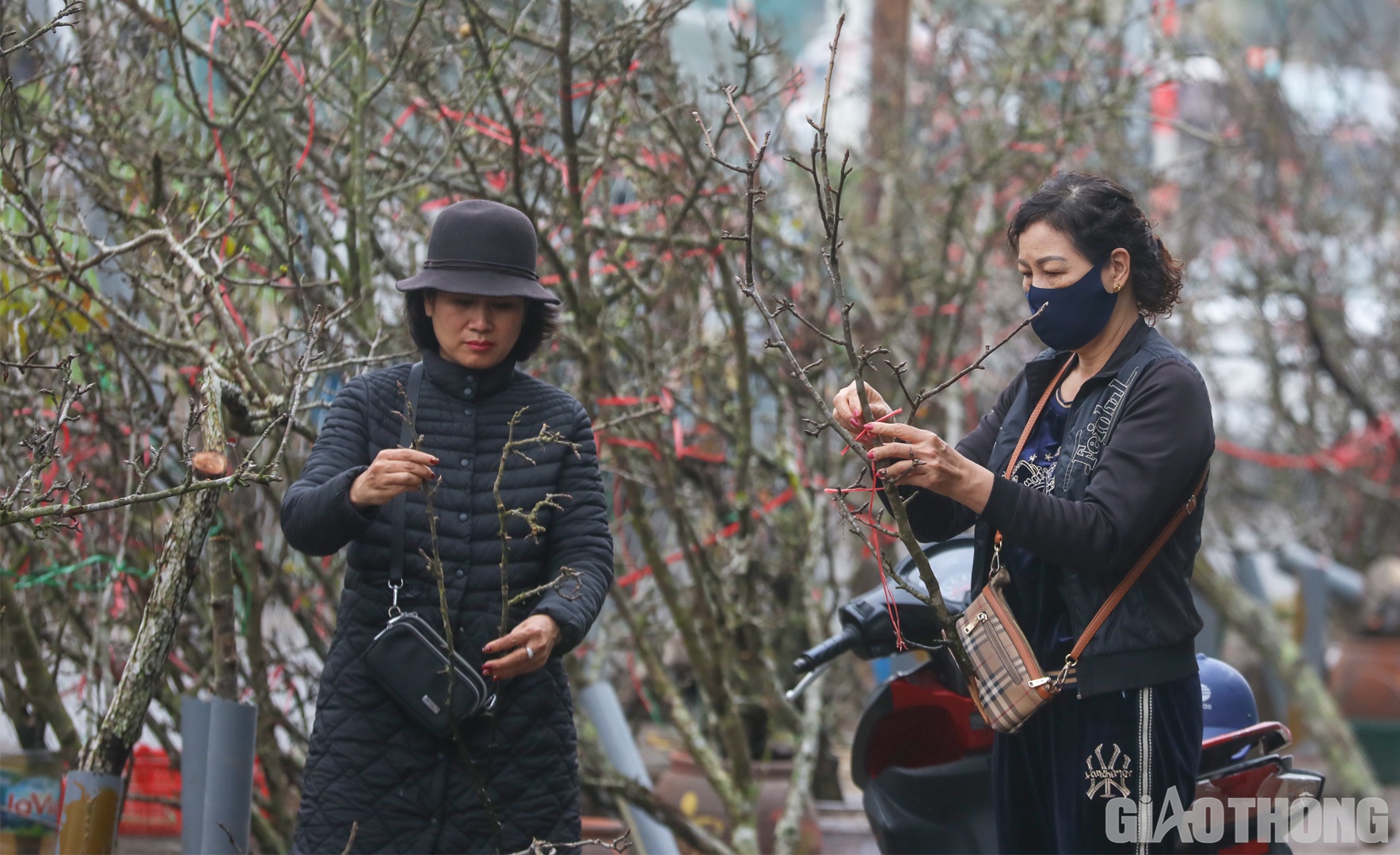 Một số tiểu thương tại đ&acirc;y cho biết, hoa l&ecirc; được lấy về từ những tỉnh ph&iacute;a Bắc như Lạng Sơn, Cao Bằng, L&agrave;o Cai, Điện Bi&ecirc;n...