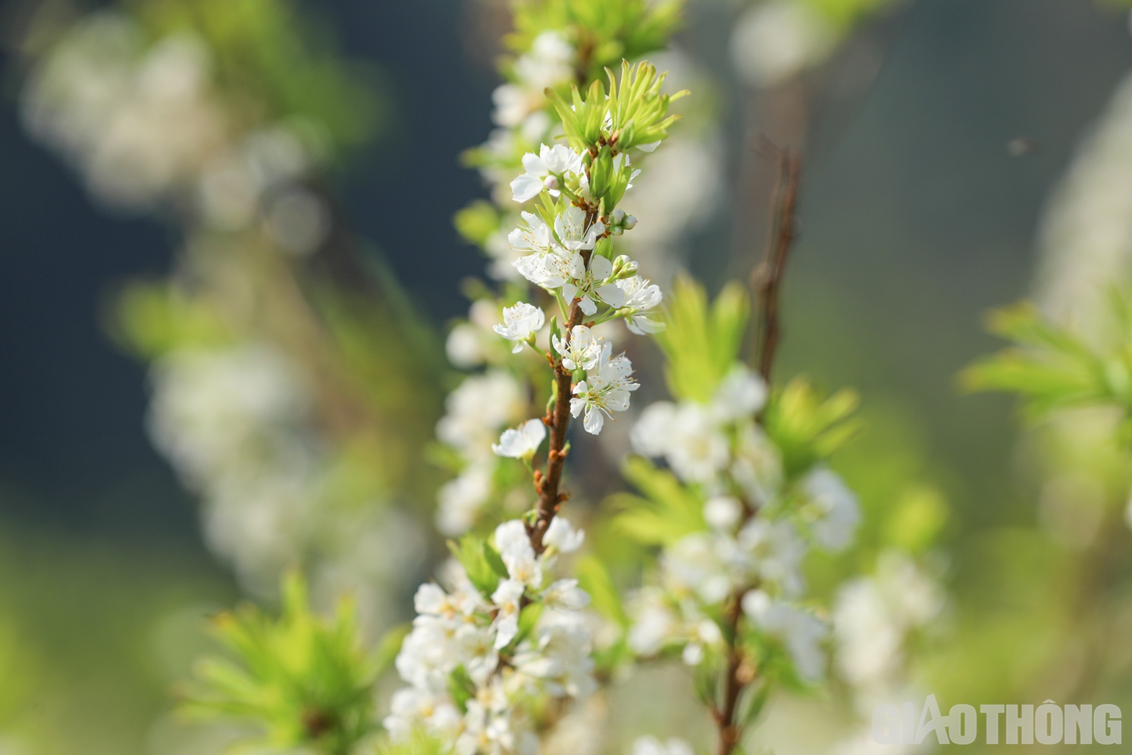 Hoa mận mau tàn, nên nhiều du khách đến đến đây đều tiếc ngẩn ngơ vì không có cơ hội chiêm ngưỡng vẻ đẹp của loài hoa này.