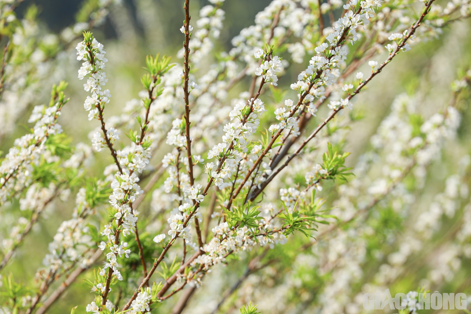 Anh Trần Xuân Khải, chủ một vườn mận tại đây cho biết, thời điểm này lượng khách đến tham quan vẫn rất đông, đặc biệt vào dịp cuối tuần.