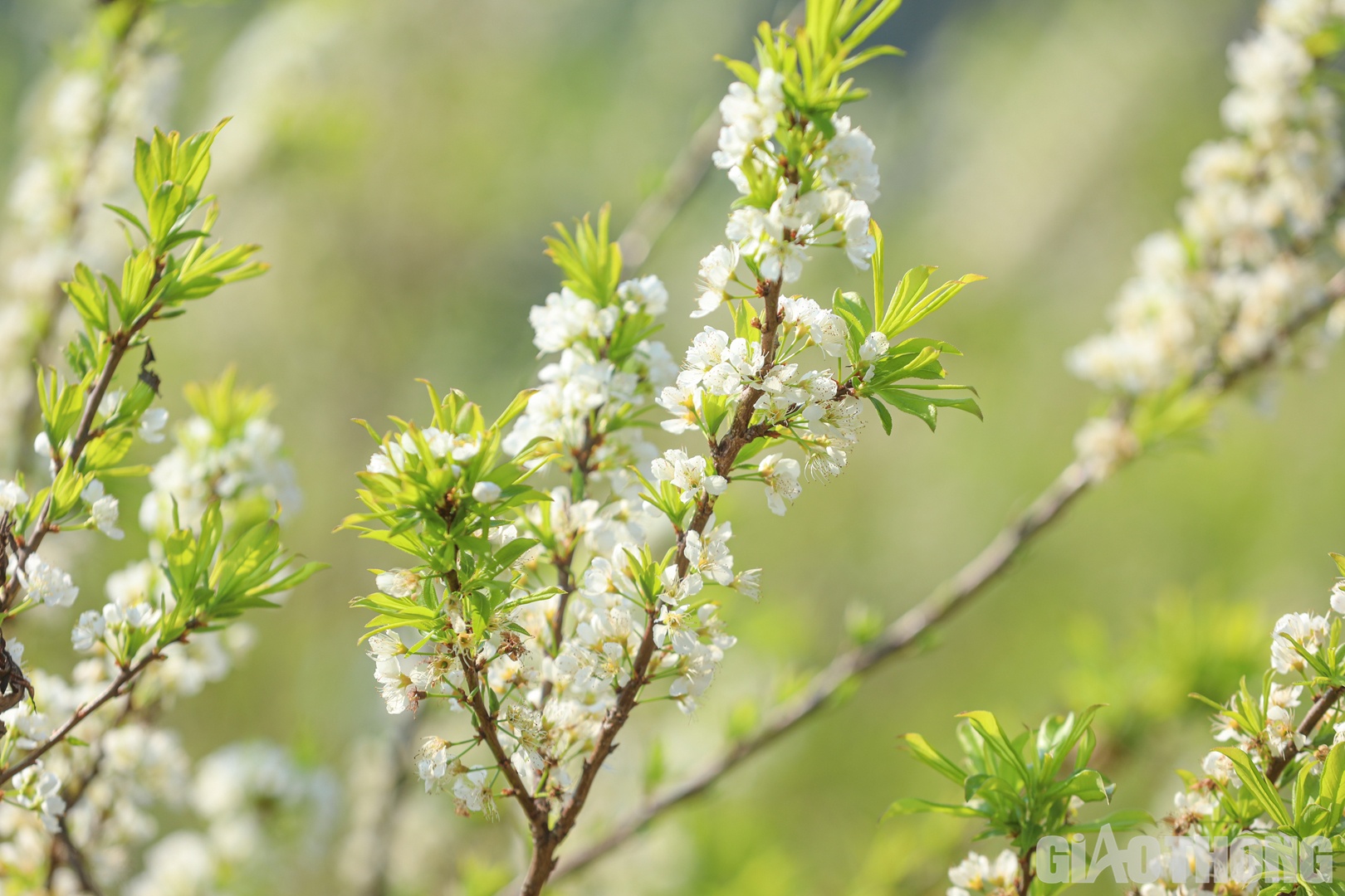 "Hiện chúng tôi chỉ có khoảng 100 gốc mận hậu còn hoa. Đây là những gốc được chăm sóc ở chế độ đặc biệt để cây rụng lá, ra hoa muộn. Nếu thời tiết thuận lợi, không có gió mạnh, hoa sẽ lâu tàn hơn", anh Khải cho hay.