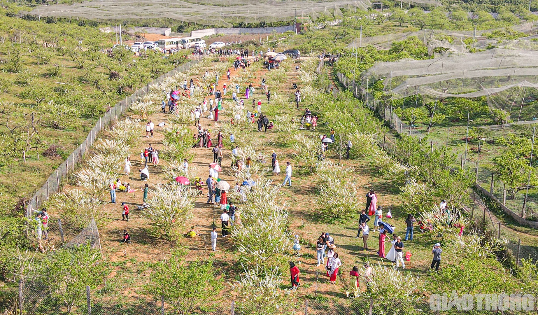 Thung lũng mận Nà Ka là một trong những địa điểm nổi tiếng thu hút nhiều du khách tại Mộc Châu.