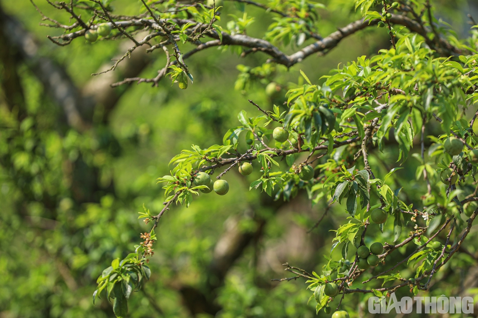 Trong khi đó, đa phần các cây mận ở đây đã ra trái non.