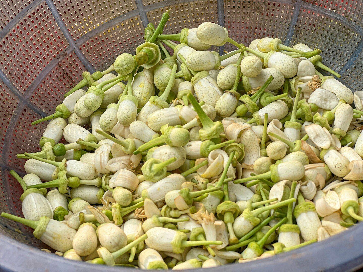 Những b&ocirc;ng hoa đ&atilde; bị rời khỏi ch&ugrave;m th&igrave; sẽ được b&aacute;n rẻ hơn từ 15 đến 20 ngh&igrave;n đồng/lạng.