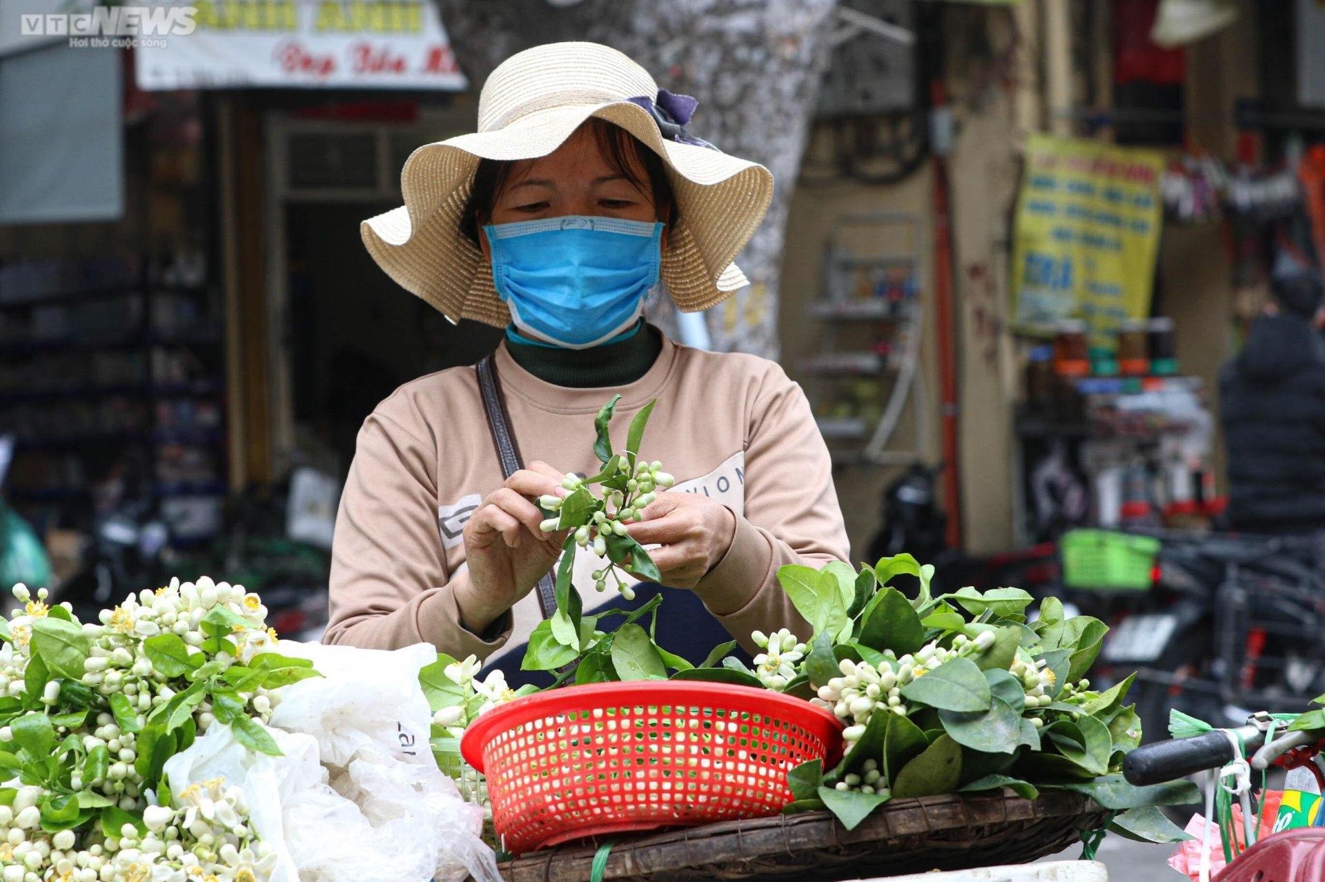 Chị Thuyết (ở Ph&uacute; Diễn, H&agrave; Nội) th&igrave; cho biết, m&ugrave;a hoa bưởi rất ngắn, hoa nở rộ trong v&ograve;ng 10 ng&agrave;y nếu thời tiết ấm &aacute;p, nếu trời r&eacute;t cũng chỉ được khoảng 20 ng&agrave;y.