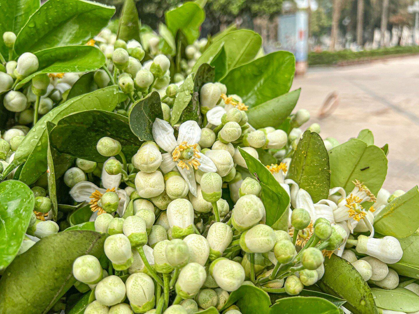 "Mấy năm nay nhiều người b&aacute;n n&ecirc;n gi&aacute; hoa bưởi cũng kh&ocirc;ng đắt như nhiều năm trước. Tuy nhi&ecirc;n, tranh thủ m&ugrave;a hoa n&ecirc;n mang xuống H&agrave; Nội b&aacute;n để c&oacute; đồng ra, đồng v&agrave;o", chị Hiền n&oacute;i.